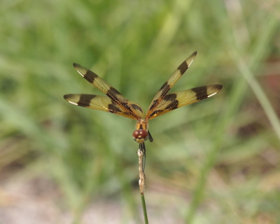 [Front view of a female atop a grass seed. Her wings are shaped in a view on either side of her body.]